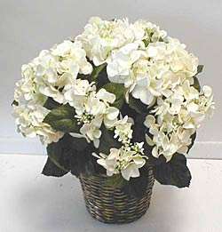 Double potted Hydrangea Bush (White)  
