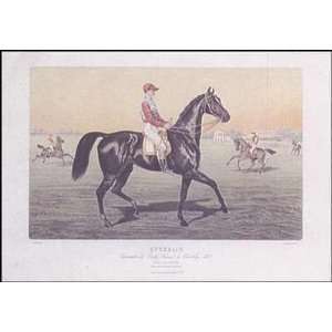 Horse Jockey Poster Print 