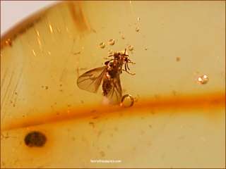 A101 DR1265 Superb Strepsiptera in Dominican Amber  