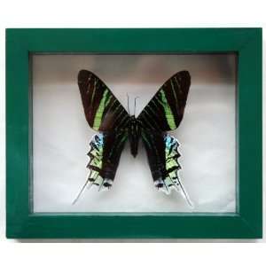  Framed Green Moth Urania Swallowtail Mounted in Verde 