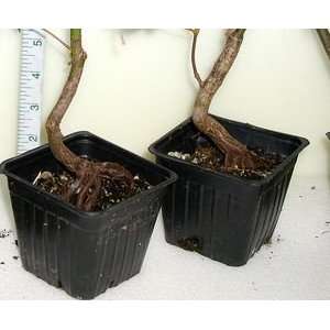  JAPANESE MAPLE RED (twisted trunk) / Three inch Potted 
