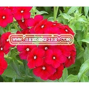  PHLOX RED Phlox Drummondii     500 Flower Seeds: Patio 