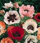 poppy seeds, poppies items in One Stop Poppy Shop store on !