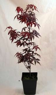 Red Japanese Maple   Bonsai or Outdoors   Atropurpureum  