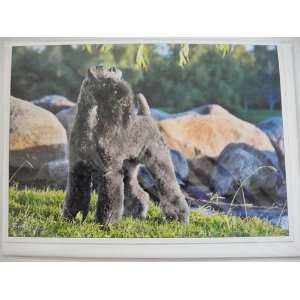   Carol Beuchat Greeting Card Kerry Blue Terrier: Health & Personal Care