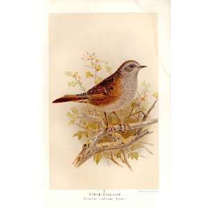 Hedge Sparrow Lilford Birds 1885 97 By J G Keulemans 