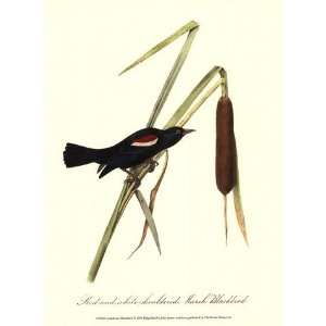   Blackbird   Poster by John James Audubon (9.5x13)