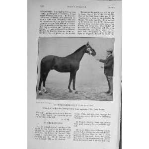  1916 Hunter Bred Colt Horse Blacksmith John Brown