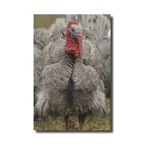  Male Feral Domestic Turkey Giclee Print