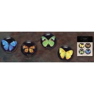   Company COYNESHF5360 Butterfly Magnet 4 Styles
