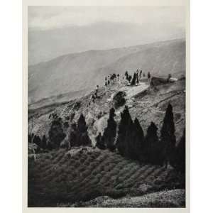  1928 Tea Plantation Darjeeling India Mountain Landscape 