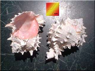 Pink Murex Shell Seashell ~4 (100mm) Hermit Crab Craft  
