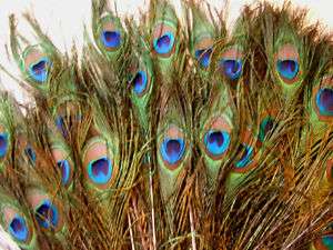 100 Natural Peacock feathers w Blue Green Eyes 30 35 L  