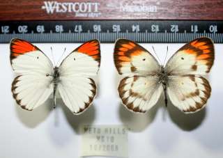 Colotis specie UGANDA Pair Pieridae Butterflies TAXIDERMY  