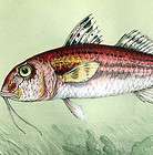 saltwater fish print  