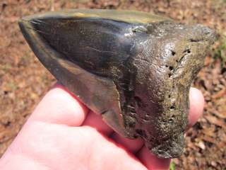 16 MEGALODON SHARK Tooth Fossil Fish Teeth Megladon South Carolina 