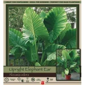  Honeyman Farms Elephant Ear Upright Patio, Lawn & Garden