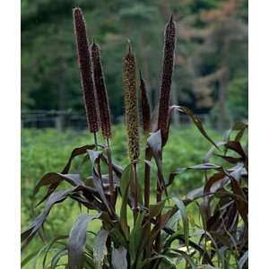  Millet, Purple Baron Hybrid 1 Pkt. (10 seeds) Patio, Lawn 