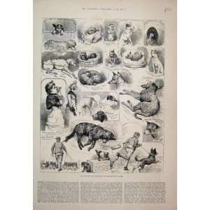   Club Crystal Palace Dog Show Breed Sketches 1883