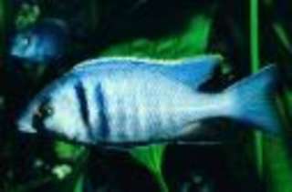 Sianochromis fryeri (Ahli) direkt vom Züchter in Niedersachsen 