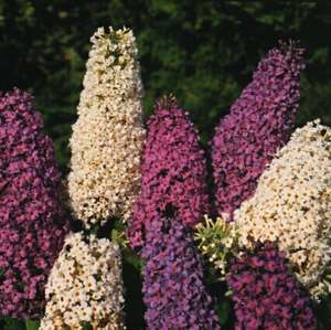   davidii butterfly hybrids seeds perennial approx 50 seeds per package