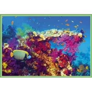 Das Meer Poster und Kunststoff Rahmen   Bunte Unterwasser Landschaft 