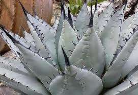 Agave Neomexicana Exotic succulent cactus seeds~Century plant  