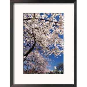  Cherry Blossom Trees Start to Bloom Framed Photographic 