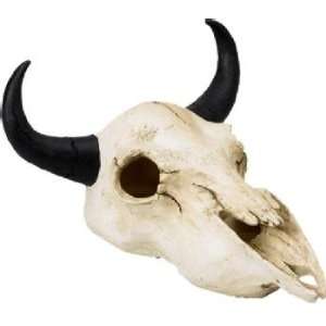  Buffalo Skull   Standard   Size 7 x 6 x 4 (LxDxH 