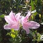 Azalea Pink Ruffles evergreen spring flowering plant, TEN plants 
