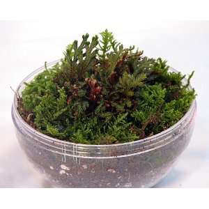  Living Moss Bio Dome Terrarium with Miniature Ruby Fern 