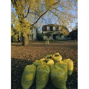 Bags of Fallen Autumn Leaves, Toronto, Ontario, Canada, North America 