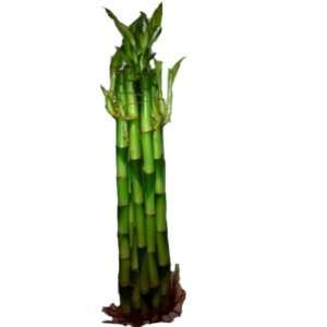  Live Bamboo Straight Plants Case Pack 100   684285 Patio 