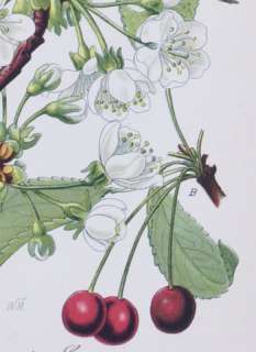 Antique Botanical Print 1883   Wild Cherry  