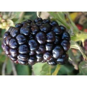  Wild Treasure Blackberry Fruit Bush Seed Pack Patio, Lawn 