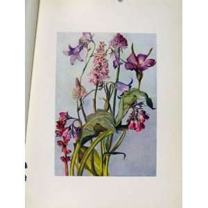  Campanula Allium Lychnis Polygonum Flowers Plant Sketch 