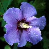 Blue Satin Hibiscus Rose of Sharon   BEST BLUE HIBISCUS   Proven 