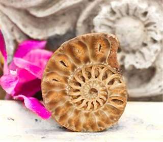 Fossil Fossilized Ammonite Slice Cabochon Pendant Size