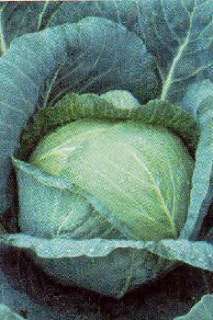 Cabbage Late Flat Dutch Seeds  