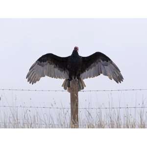  Turkey Vulture (Cathartes Aura) Sunning on Fence Post San 