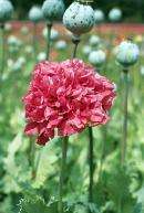 Poppy Bombast Red 50 Flower Seeds *Fluffy Double Blooms  
