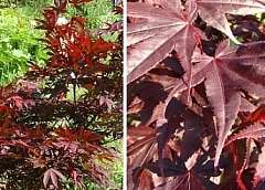 Japanese Maple Tree Collection   4 Varieties (SAVE 33%)  