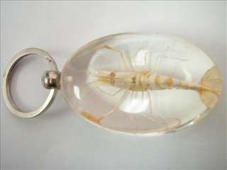   skeleton cold water goldfish specimen reddish fiddler crab specimen