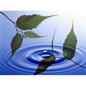  Two Branches with Green Leaves Floating Above Blue Water 