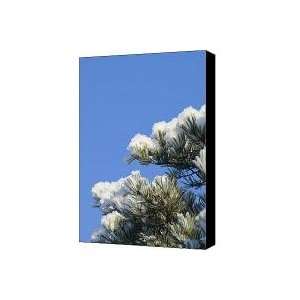  Pine tree branches covered by white snow on the blue sky 